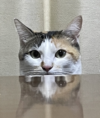 ねこちゃ