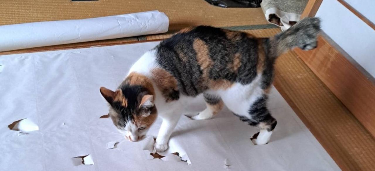 畳の上で障子紙にいたずらをする三毛猫。